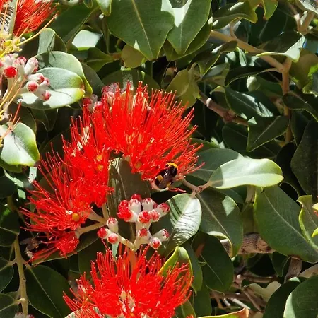 Astrofegia Beachfront